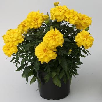 Tagetes 'Lemon Yellow' 