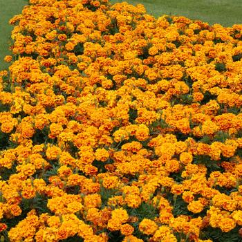 Tagetes Zenith™ 'Red & Gold'