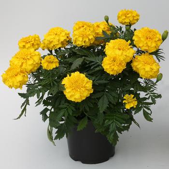 Tagetes Zenith™ 'Yellow'