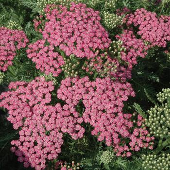 Achillea millefolium Tutti Frutti™ 'Pink Grapefruit'