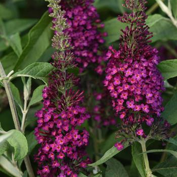 Buddleia davidii Chrysalis™ Cranberry