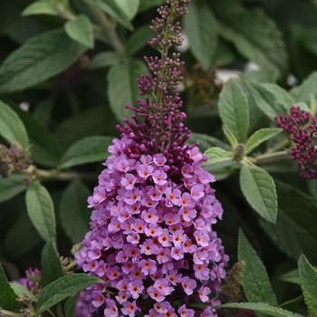 Buddleia davidii