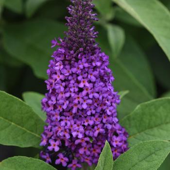 Buddleia davidii