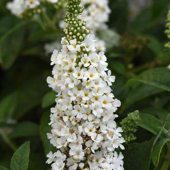 Buddleia davidii