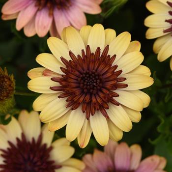 Osteospermum 'Harvest Moon' 