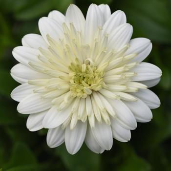 Osteospermum 'White' 