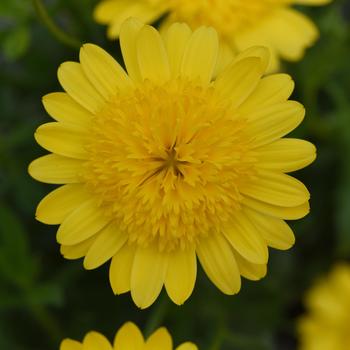 Osteospermum 'Yellow' 