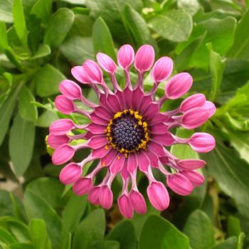 Osteospermum 'Purple Spoon' 