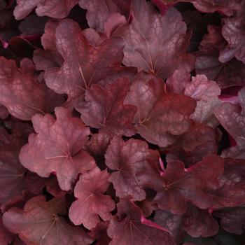 Heuchera 'Carnival Burgundy Blast' 