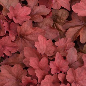 Heuchera 'Carnival Cinnamon Stick'