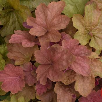 Heuchera villosa 'Big Top Caramel Apple'