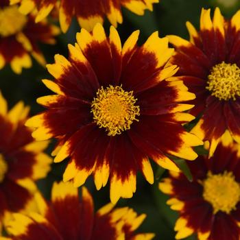 Coreopsis 'Balupteamed' PPAF