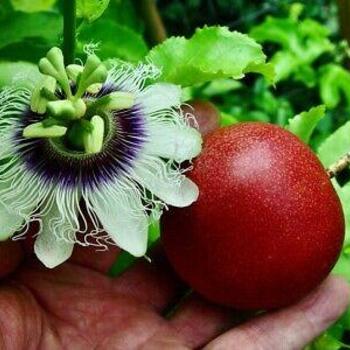 Passiflora edulis 'Red Rover' 