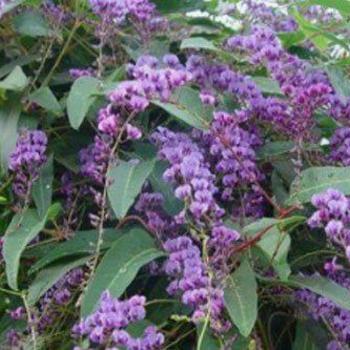 Hardenbergia Violacea 'Happy Wanderer' 