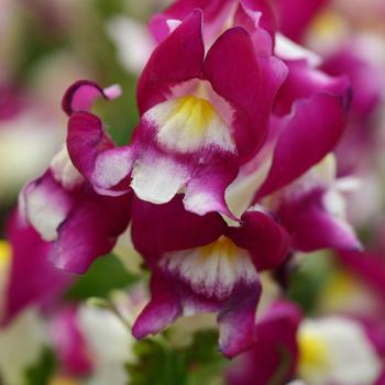 Antirrhinum majus Snapshot™ Burgundy Bicolor