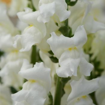 Antirrhinum majus 'White' 