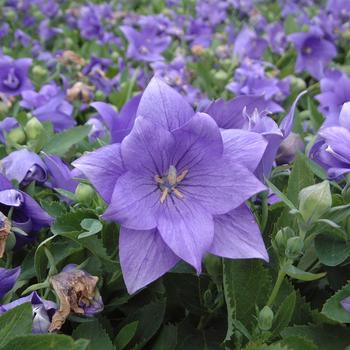 Platycodon grandiflorus 'Astra Double Blue' 