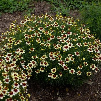 Coreopsis verticillata 'Red Hot Vanilla' PP30909