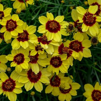 Coreopsis verticillata Sizzle & Spice® 'Sassy Saffron'