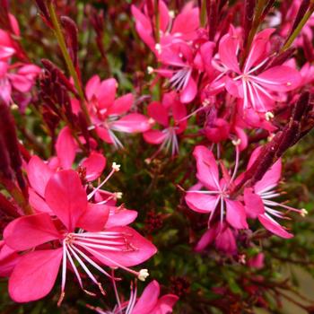 Gaura lindheimeri 'Whiskers Deep Rose'