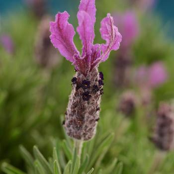 Lavandula stoechas 'Anouk Deluxe 1956' PP26496, CPBR5617