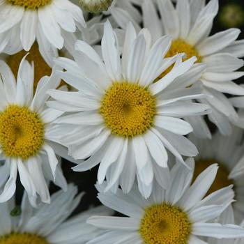 Leucanthemum x superbum 'Whitecap' PP33605, EU PBRAF