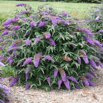 Buddleia 'Violet Cascade' 