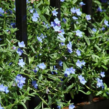 Lithodora diffusa 'Grace Ward'