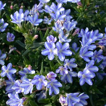 Lithodora diffusa 'White Star' 