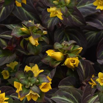 Lysimachia alfredii 'Night Light' PPAF