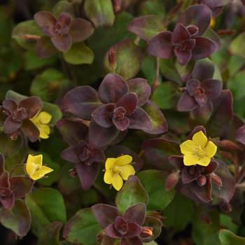 Lysimachia congestiflora 'Firefly' PPAF