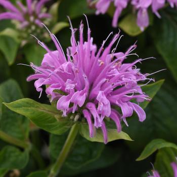 Monarda didyma 'Balbeemav' PPAF