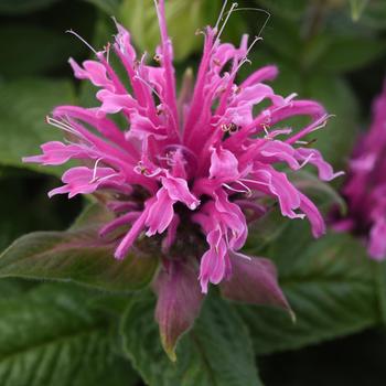 Monarda didyma BeeMine™ 'Pink'