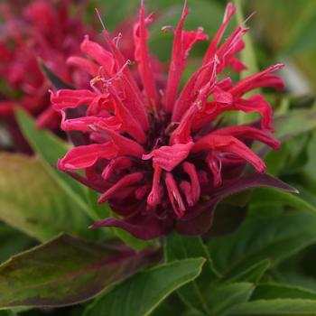 Monarda didyma BeeMine™ 'Red'