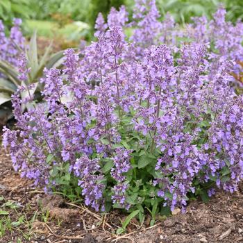 Nepeta 'Picture Purrfect' PPAF