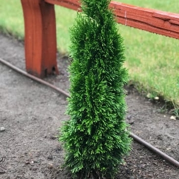 Thuja occidentalis 'Thusid4' 