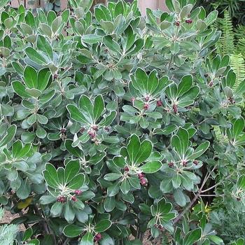 Pittosporum crassifolium