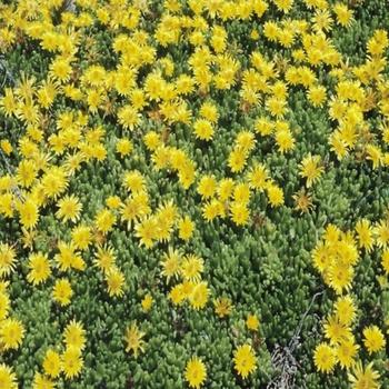 Delosperma brunnthaleri 'Yellow' 