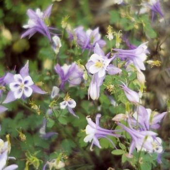 Aquilegia caerulea