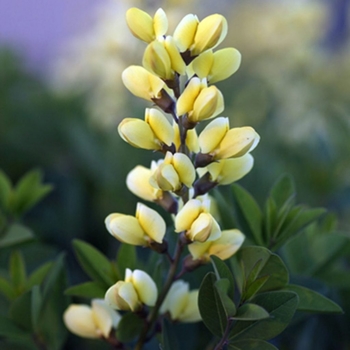 Baptisia 'Lemon Meringue' USPP 24,280