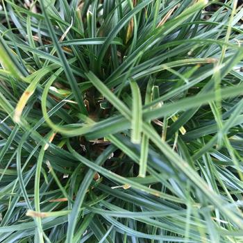 Carex divulsa
