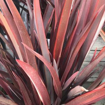 Phormium cookianum 'Ruby Tuesday™' 