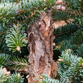 Abies squamata 'Flaky' 