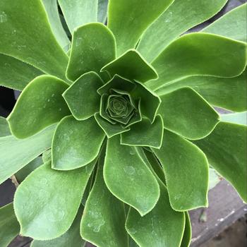 Aeonium urbicum 'Rubrum' 