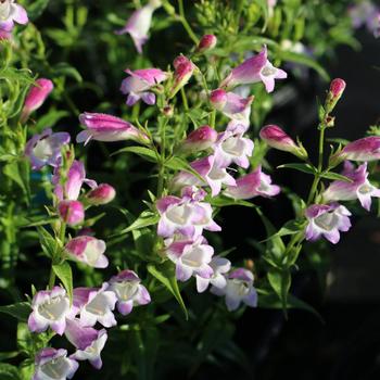 Penstemon 'Balmiblavbi' PP30698