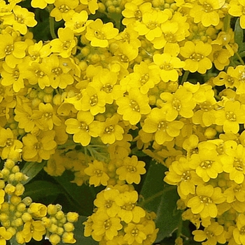 Alyssum saxatile 'Gold Kobold' 