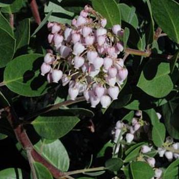 Arctostaphylos 'Austin Griffith' 