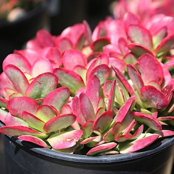 Crassula platyphylla f. variegata