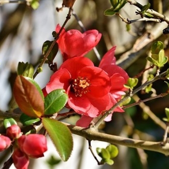 Chaenomeles japonica 'Kurokoji' 