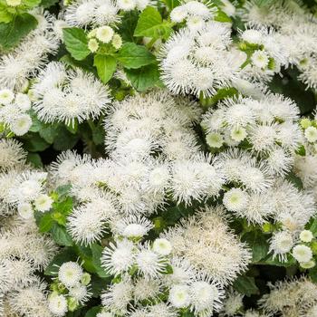 Ageratum houstonianum 'Pearl' 